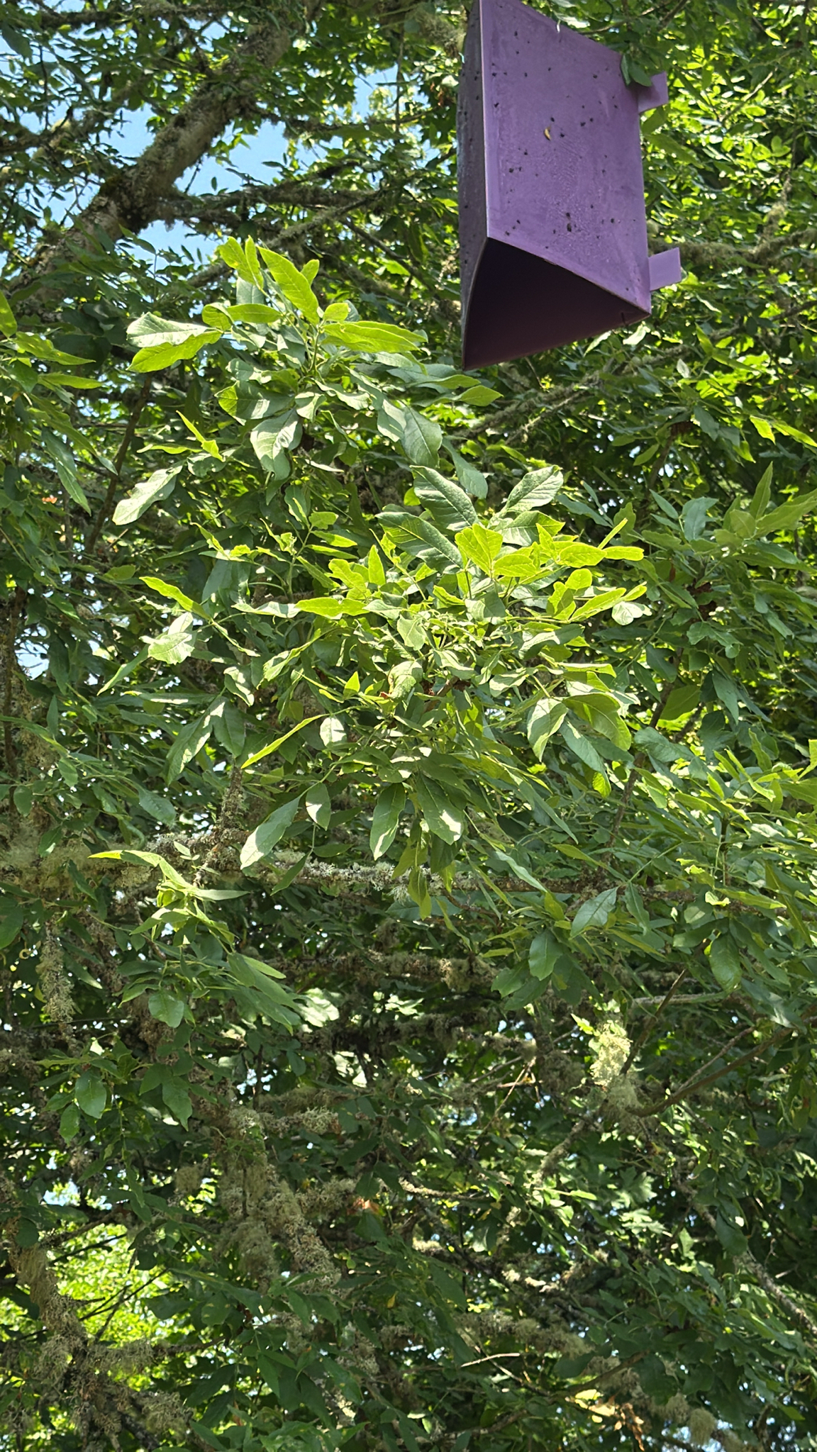 Fraxinus latifolia