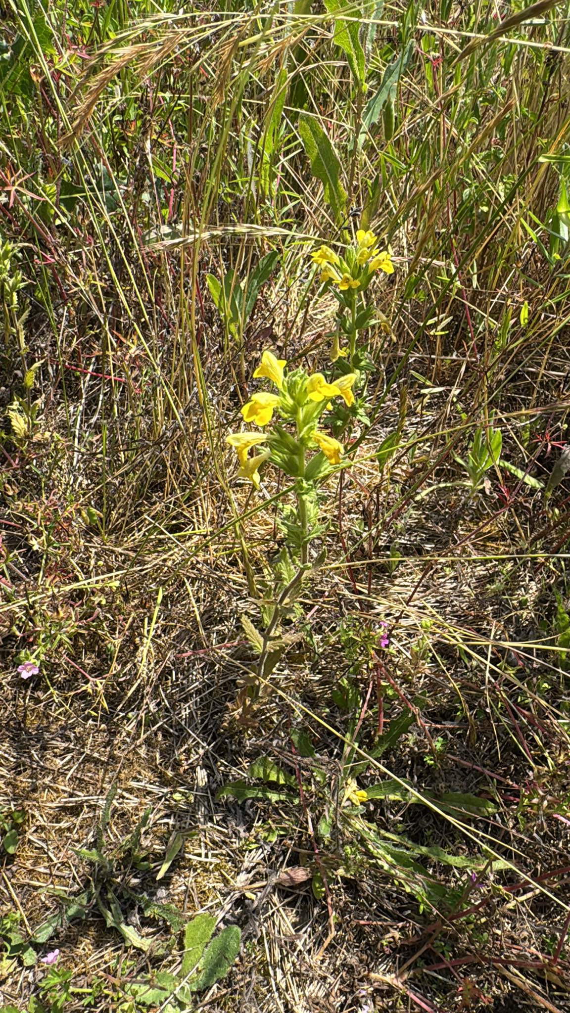 Bellardia viscosa