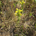 Yellow Glandweed