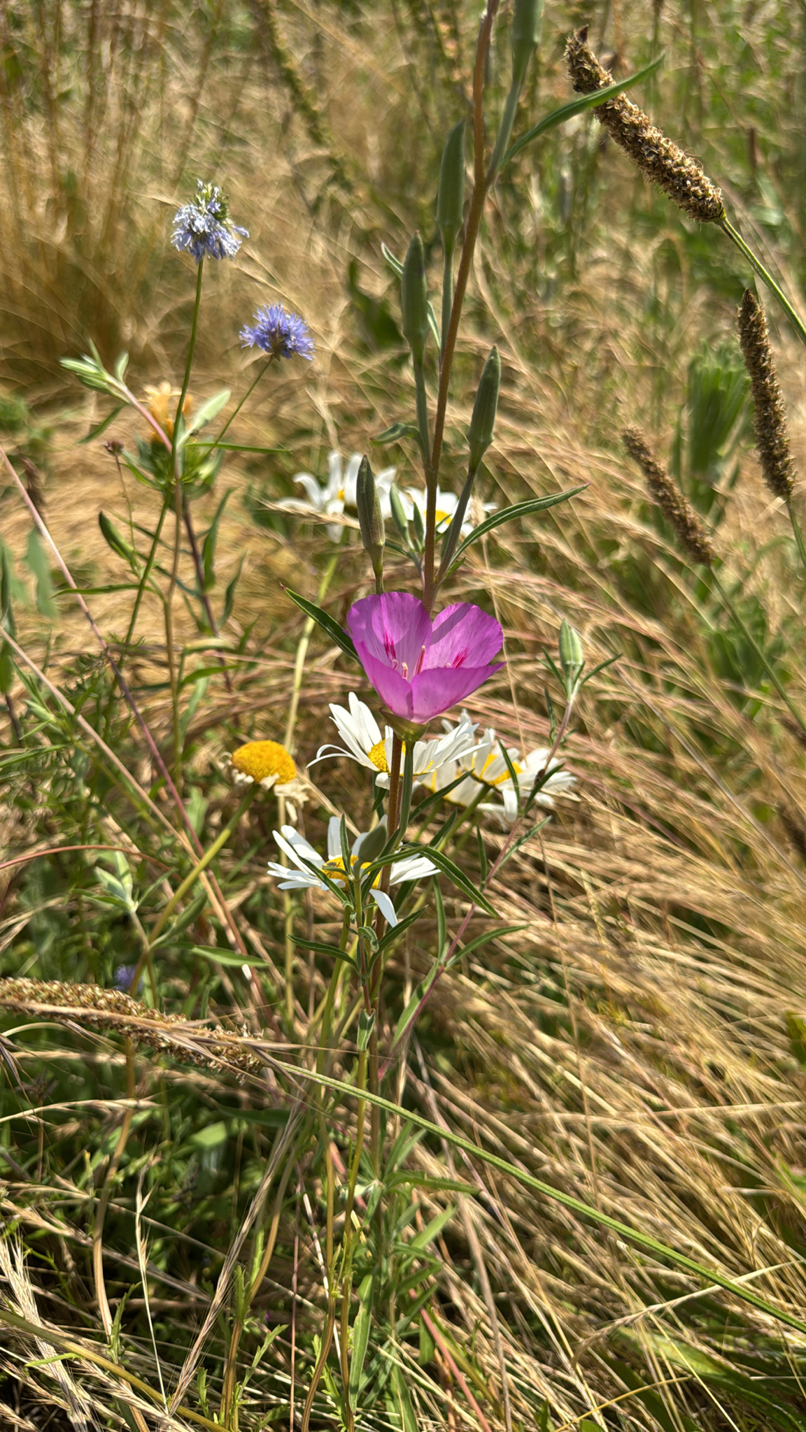 Clarkia amoena