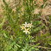 grand collomia