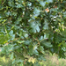 Oregon oak
