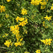bird's-foot trefoil