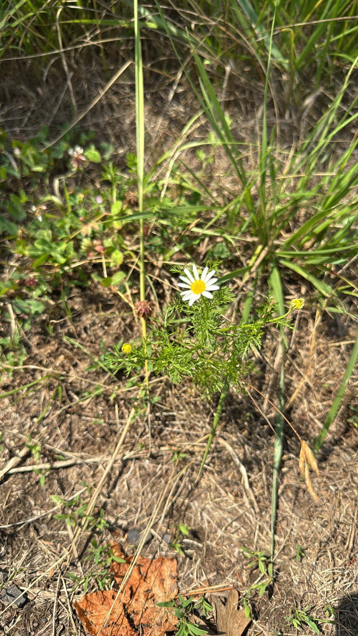 Anthemis cotula