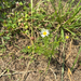 Stinking chamomile