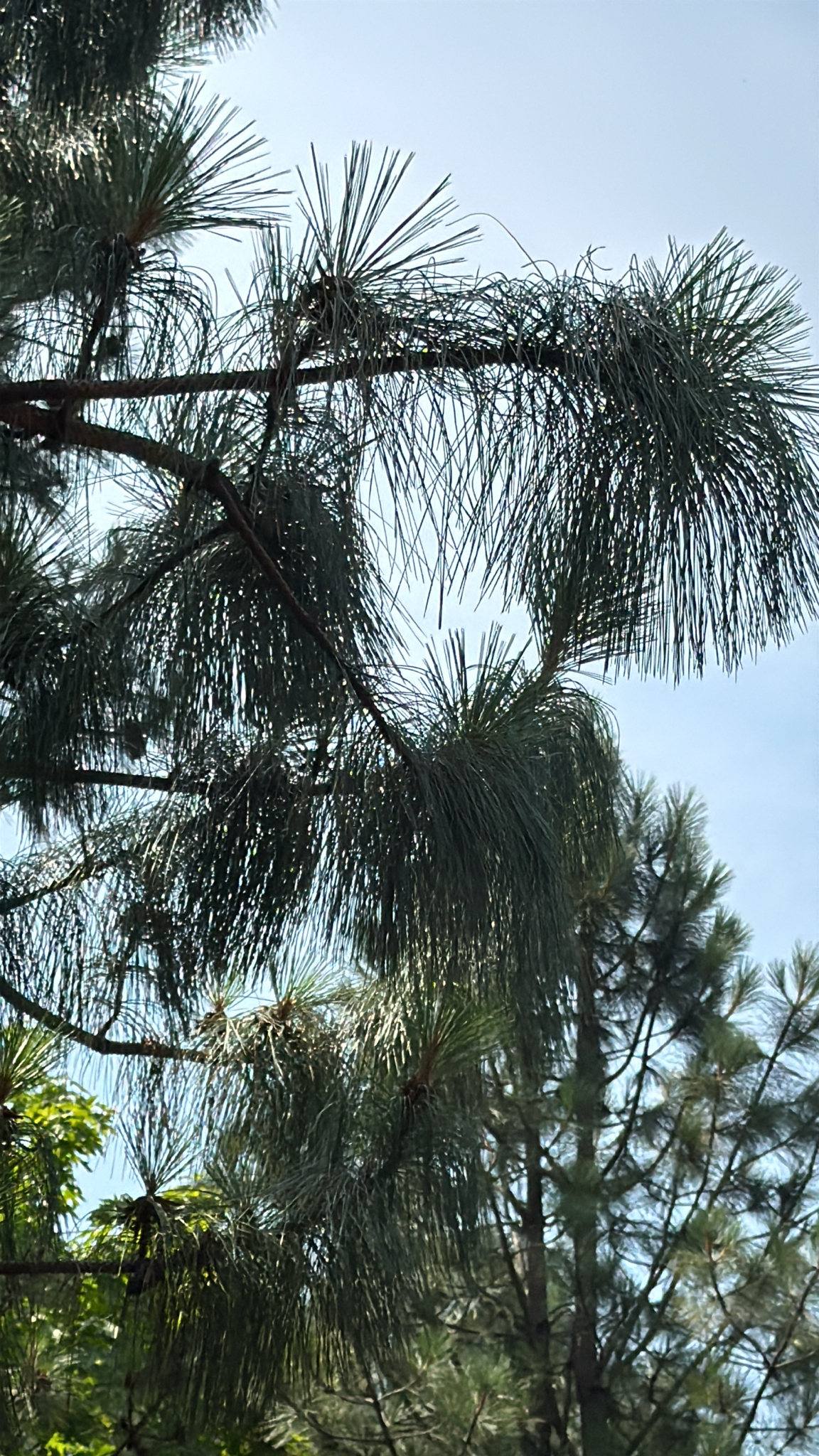 Pinus