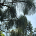 pines