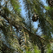 Douglas-fir