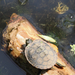 Deirochelyine Turtles