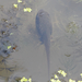American Bullfrog