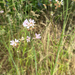 Meadow Checker-mallow