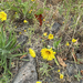 Common Madia
