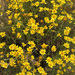 common woolly sunflower