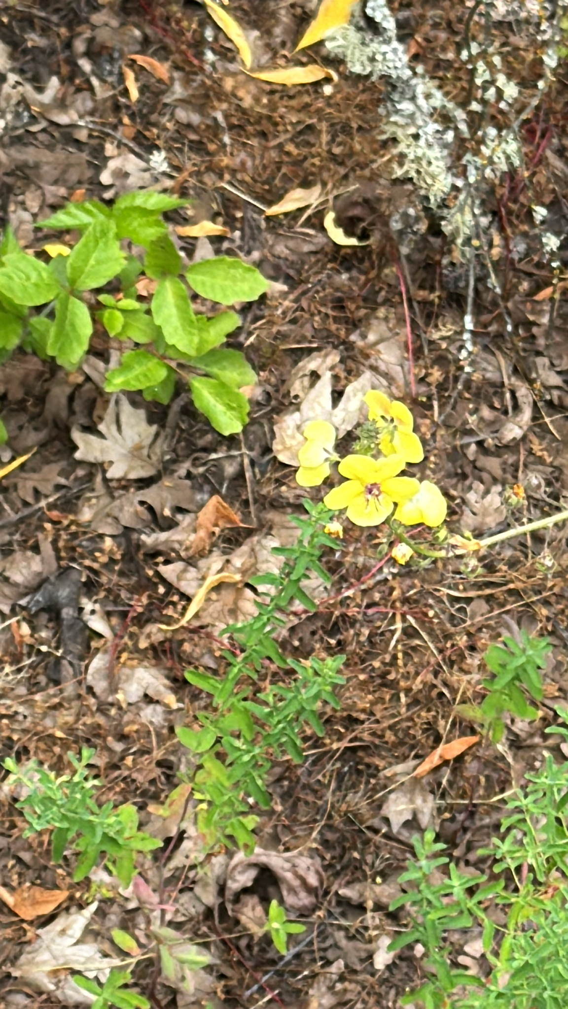 Verbascum blattaria