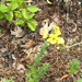 moth mullein