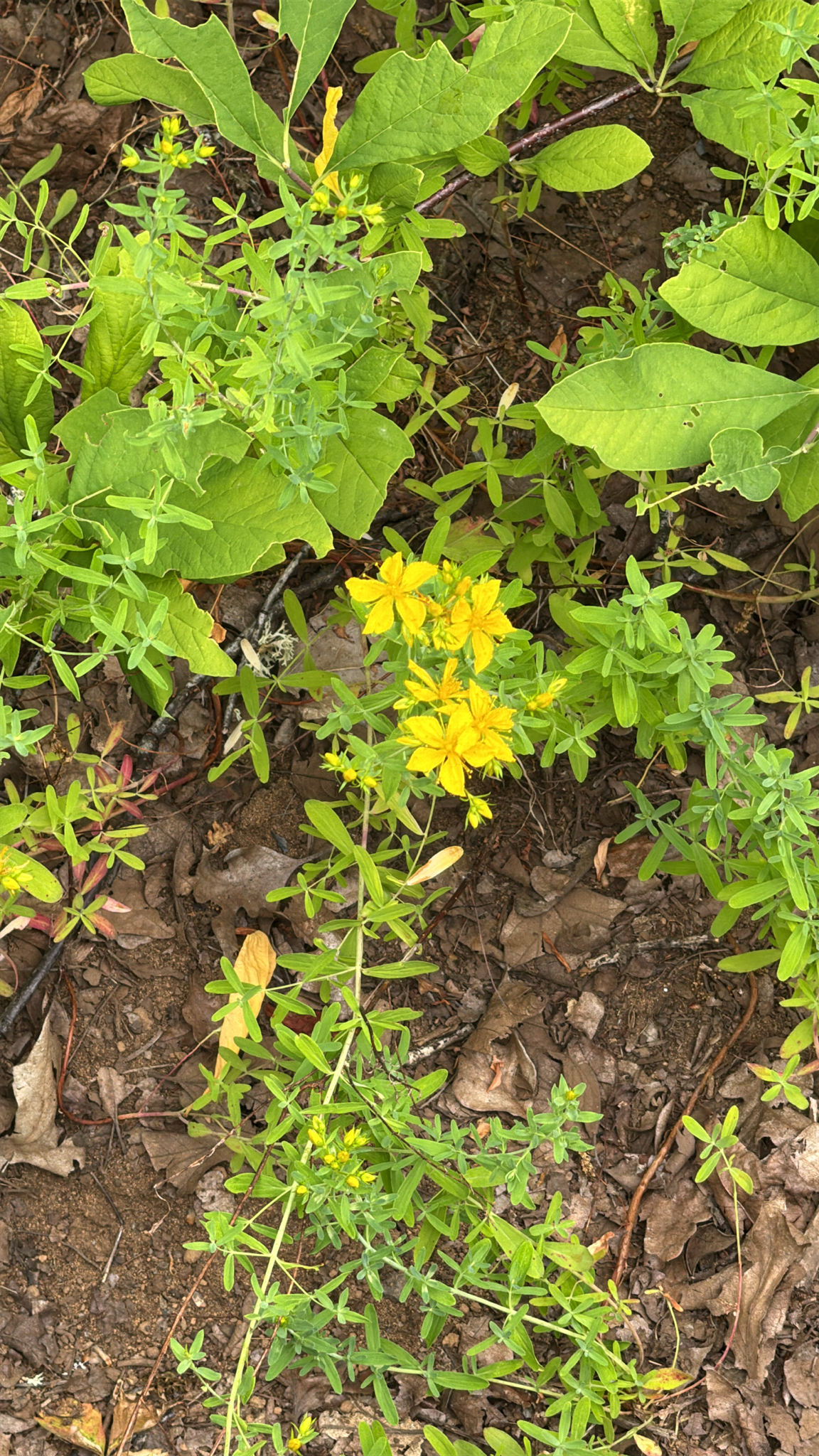 Hypericum