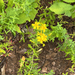 St. John's worts