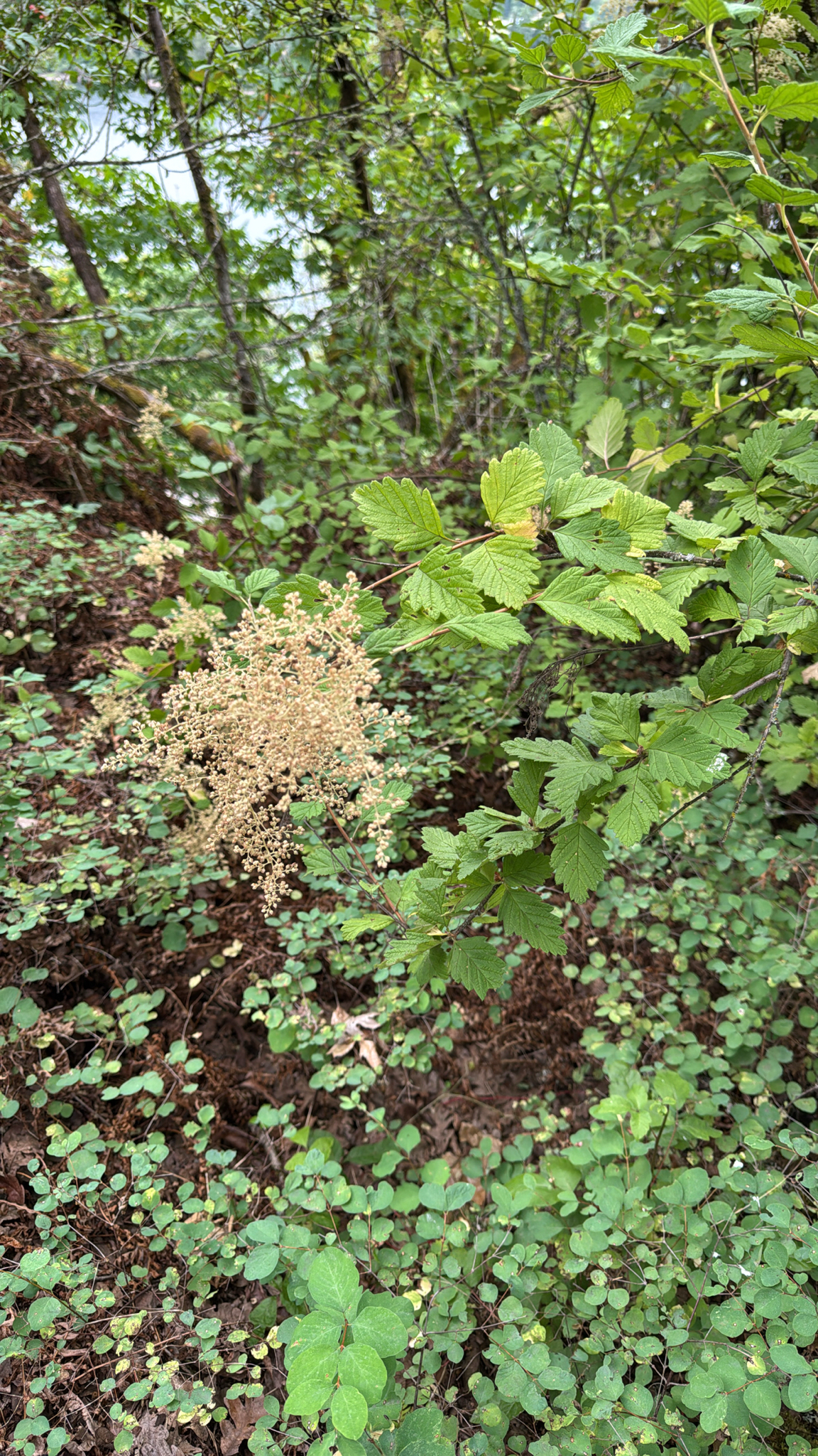 Holodiscus discolor