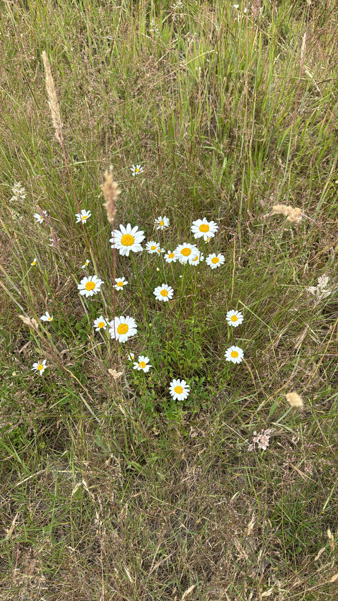 Leucanthemum vulgare