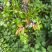 Oregon grape