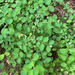 Common Snowberry