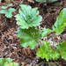 crevice alumroot