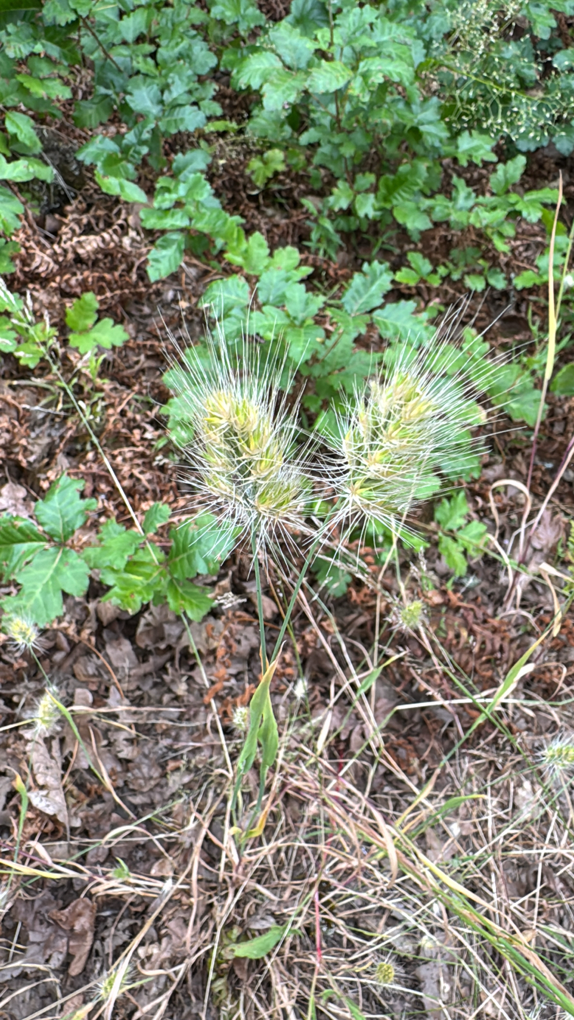 Cynosurus echinatus