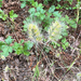 bristly dogtail grass