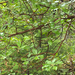 Pacific madrone