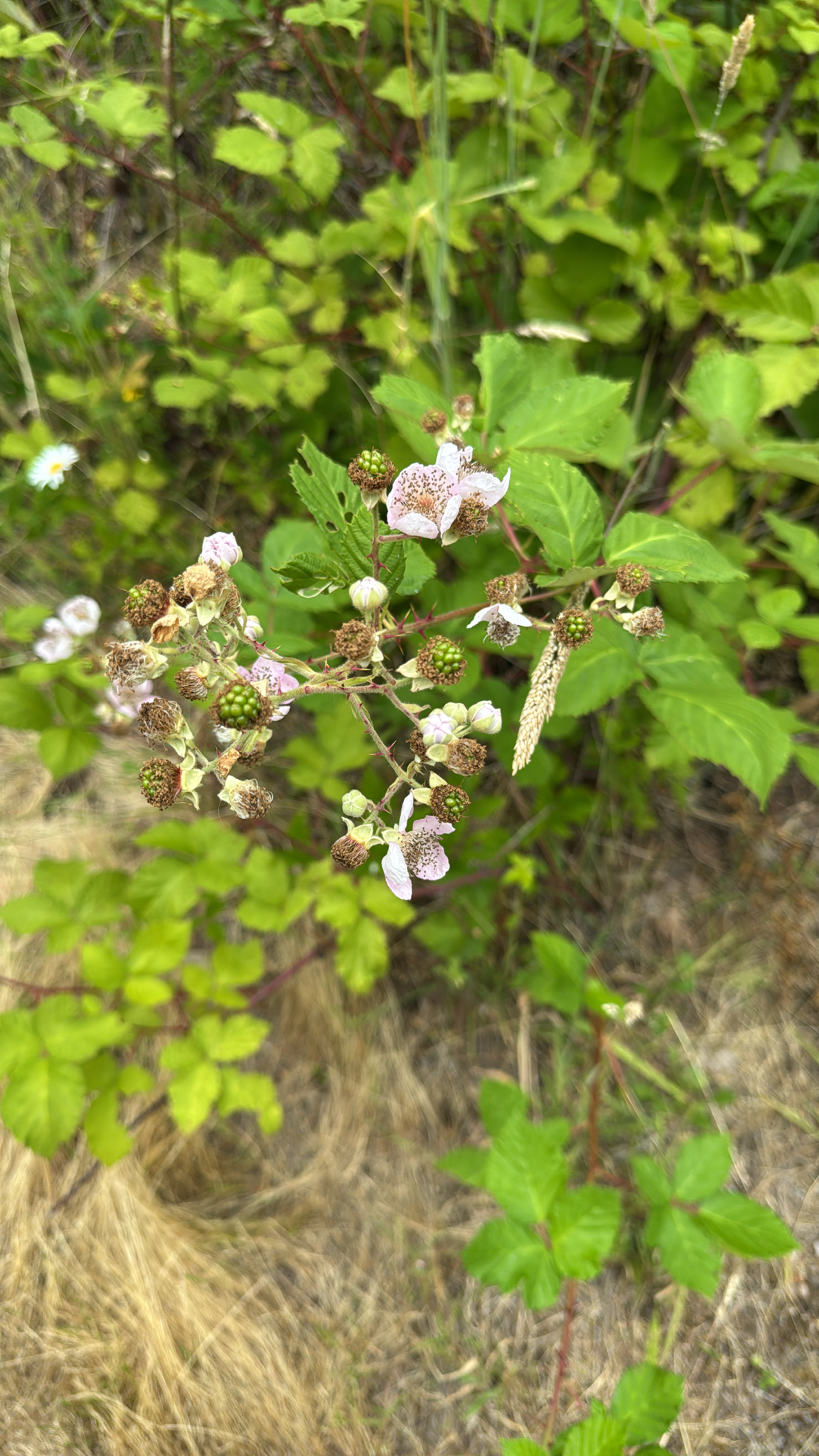 Rubus