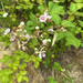brambles