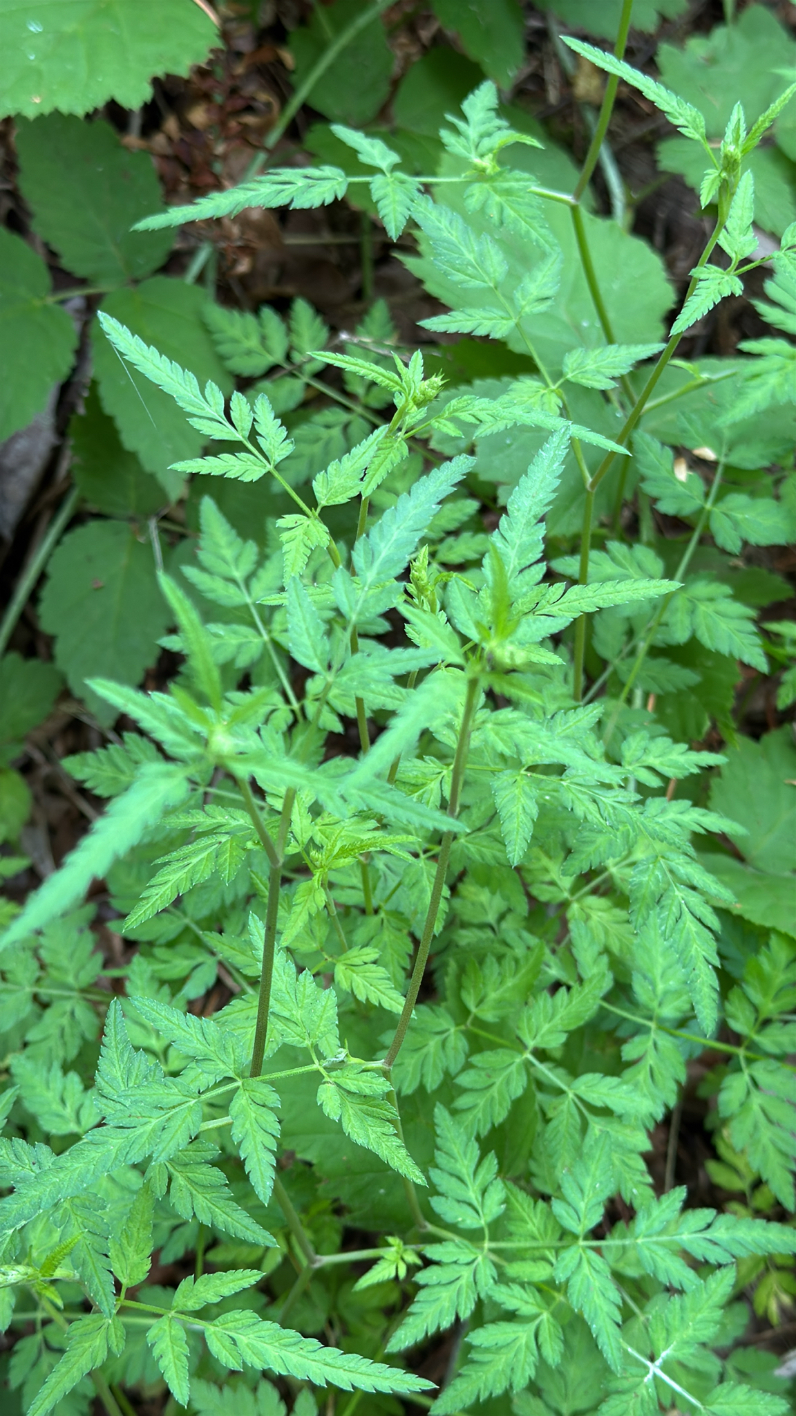 Torilis japonica