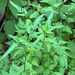 upright hedge-parsley