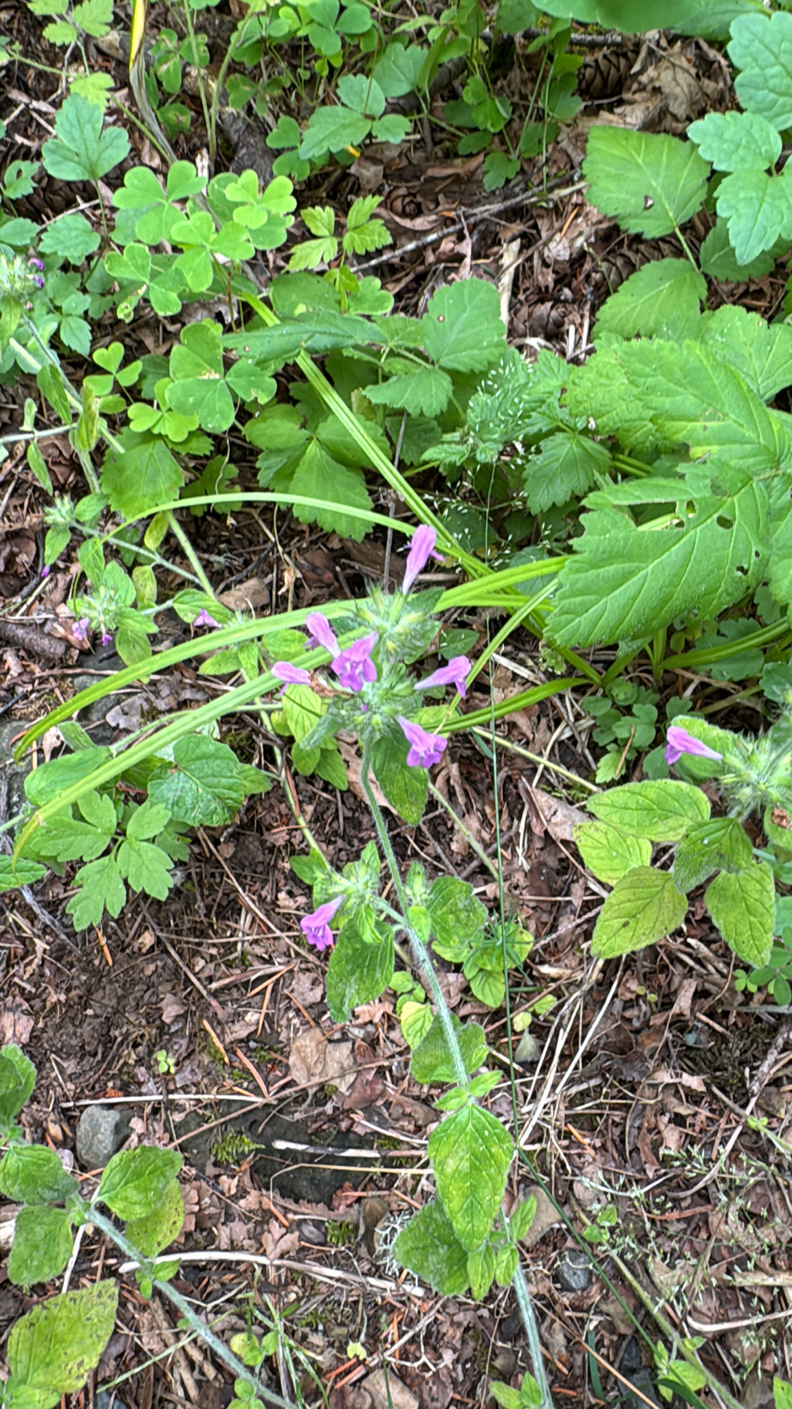 Clinopodium vulgare
