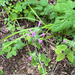 Wild Basil