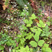 Threeleaf Foamflower