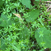 fragrant bedstraw