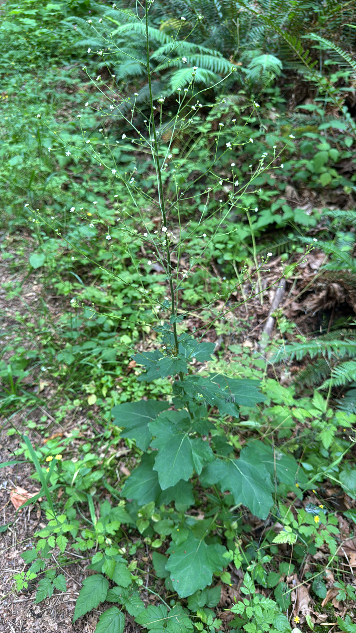 Adenocaulon bicolor