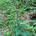 American trailplant