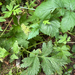 Pacific Waterleaf