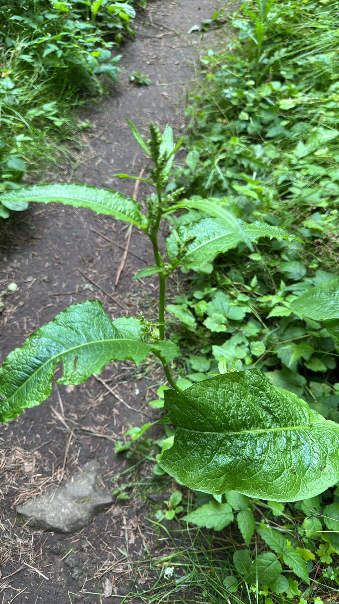 Rumex obtusifolius