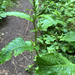 broad-leaved dock