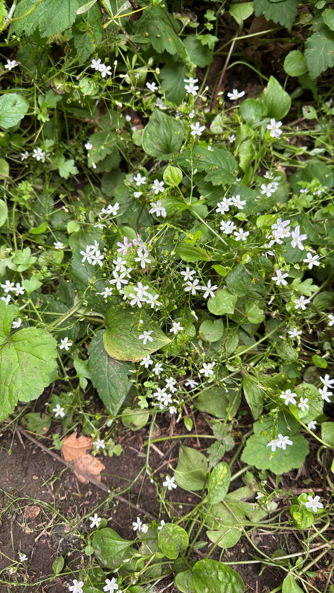 Claytonia sibirica