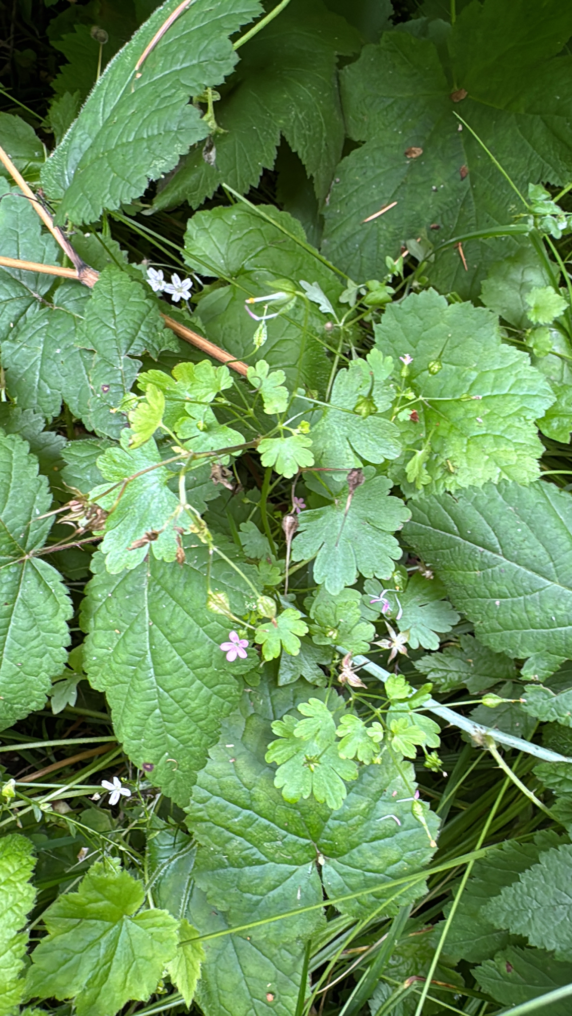 Geranium lucidum