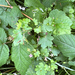 Shining Crane's-bill