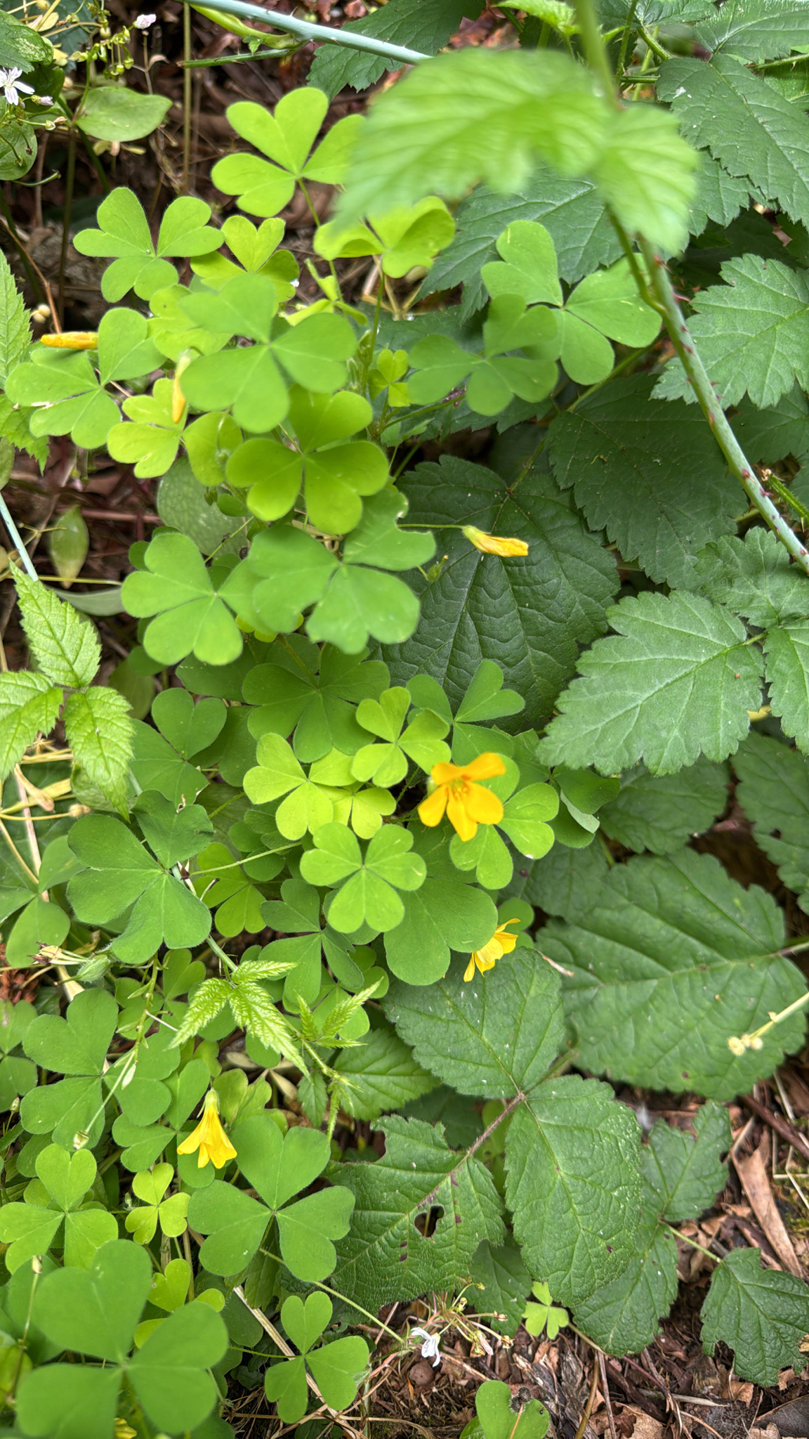 Oxalis suksdorfii