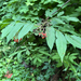 red-berried elder