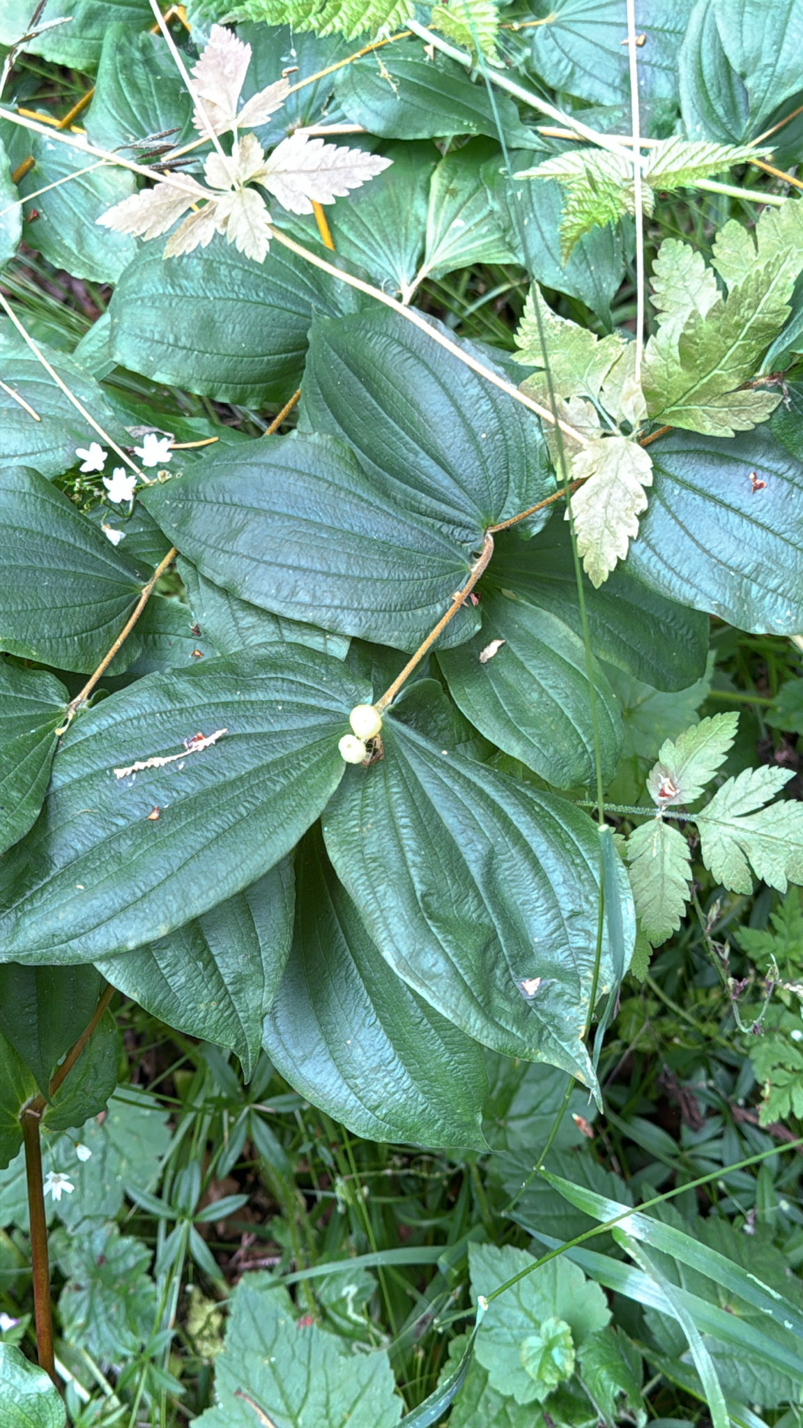 Prosartes