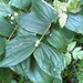 American fairybells