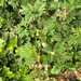 Cutleaf Blackberry